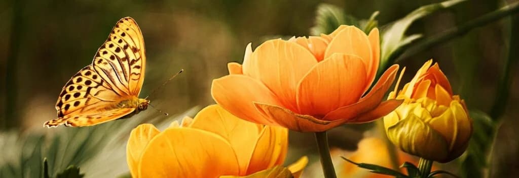 flowers-19830_1920-e1579208306542-1024x353.jpg
